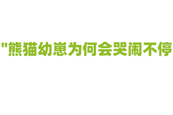 "熊猫幼崽为何会哭闹不停？"